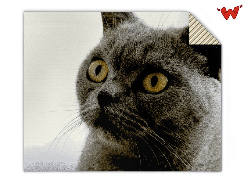 Cat photo blanket