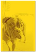 Knit blanket 2-color with dog photo 